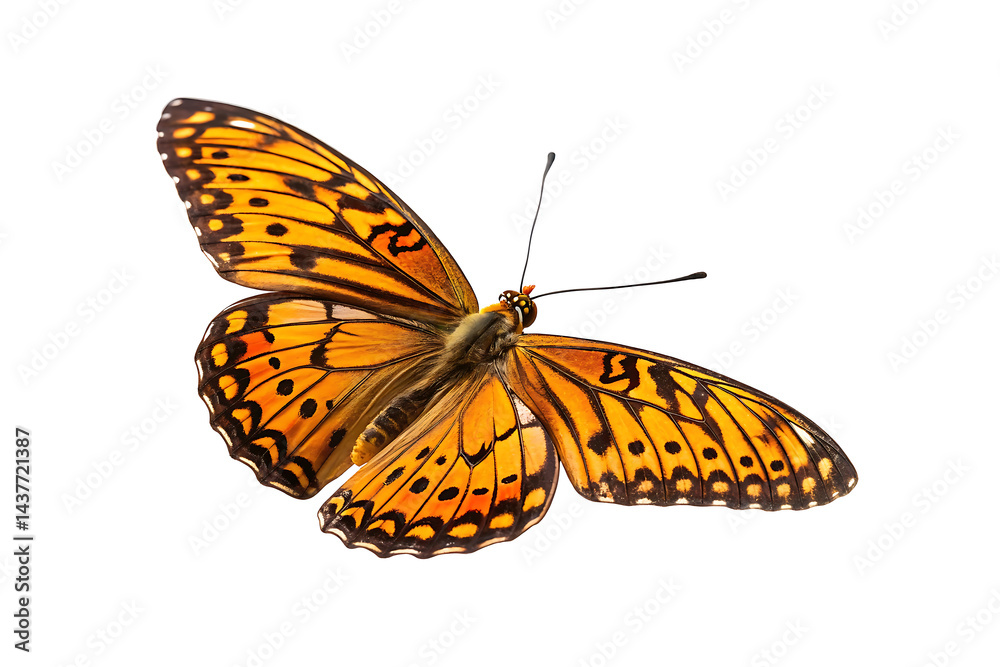 Obraz premium butterfly flying isolated on white background