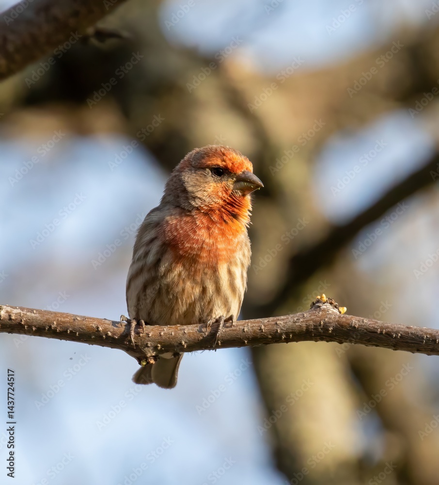House Finch House Finch