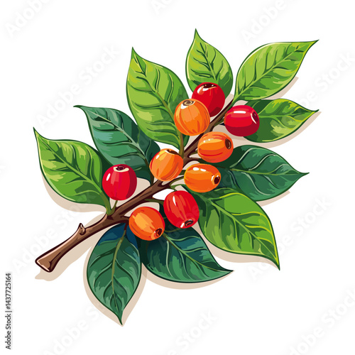 Coffee on a branch vector illustration of a plant with leaves and fruits. Color realistic image of an agricultural crop for the production of a drink. For packaging design
