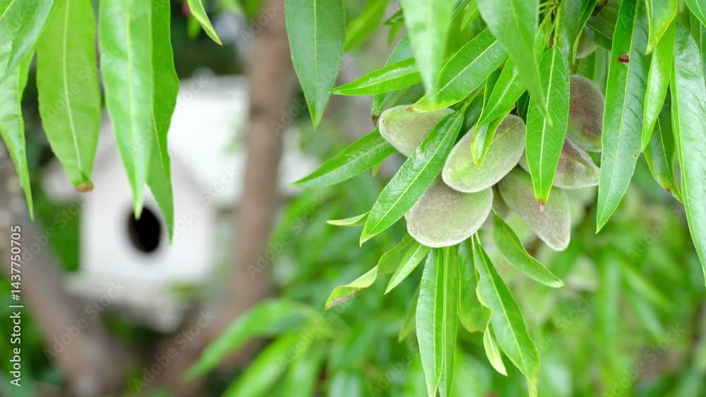 Almond Tree Branch Bearing Ripe Nuts with Birdhouse Behind.