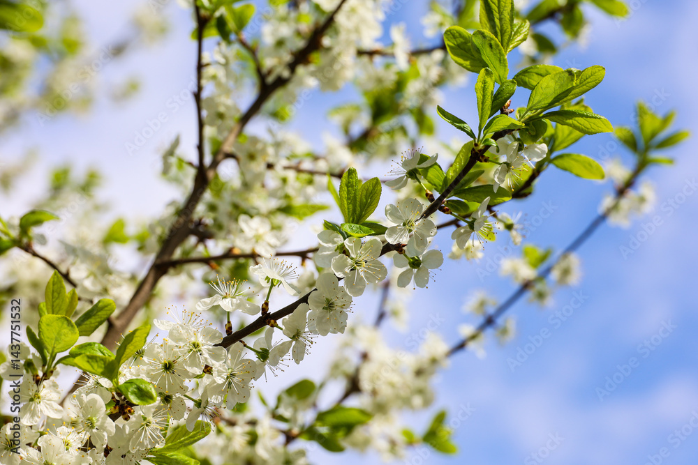 Cherry blossom in spring garden on blue sky background. White flowers and young green leaves on a branch