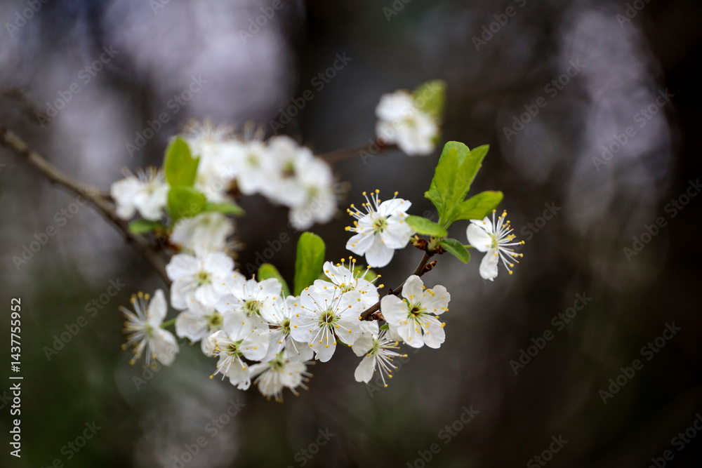 Cherry blossom in spring garden. White flowers and young green leaves on a branch