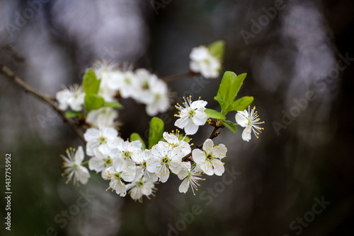 Obraz na płótnie Cherry blossom in spring garden. White flowers and young green leaves on a branch w salonie