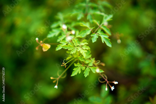 Mudakathan, also known as Balloon Vine, is a medicinal plant with the scientific name Cardiospermum halicacabum.
traditional medicine systems. 