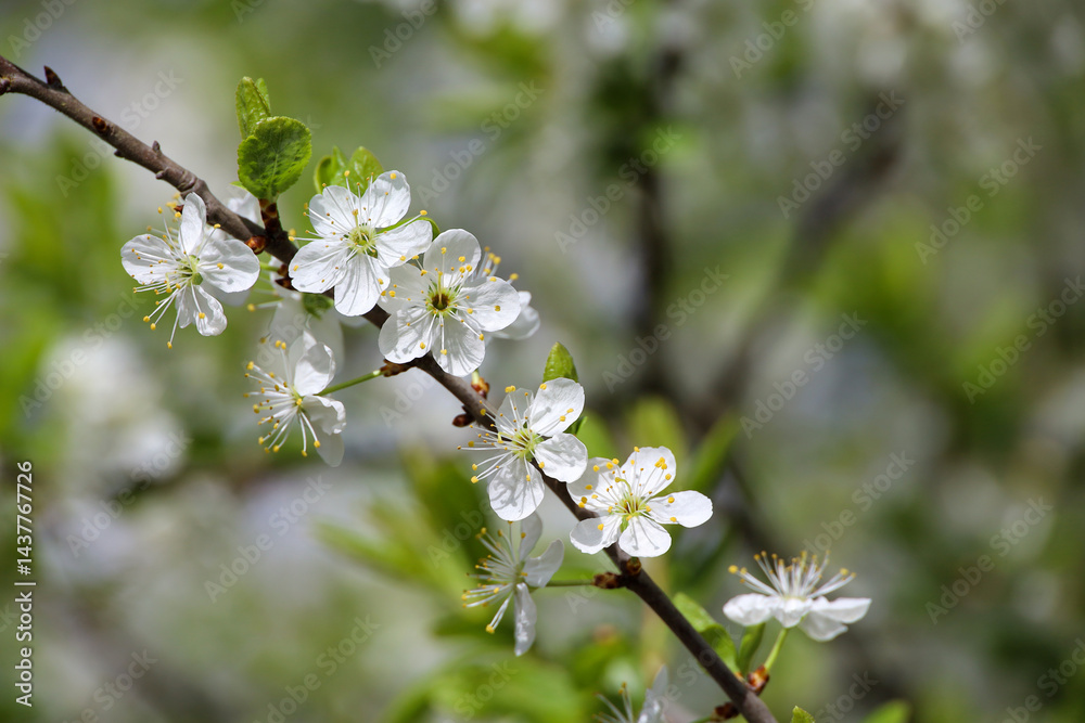 Cherry blossom in spring garden. White flowers and young green leaves on a branch