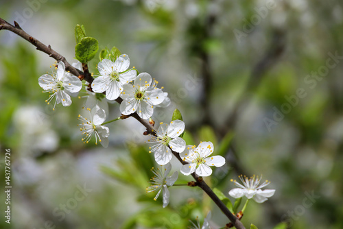 Obraz na płótnie Cherry blossom in spring garden. White flowers and young green leaves on a branch w salonie