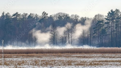 Wallpaper Mural Ethereal winter landscape with snowy field, dry grass and forest shrouded in thick fog Torontodigital.ca