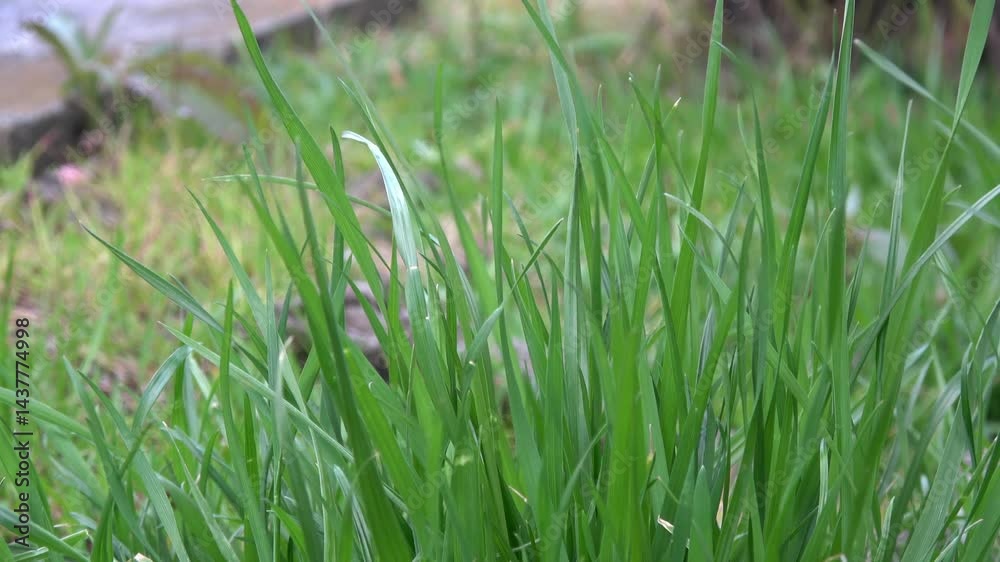 green grass background green grass background