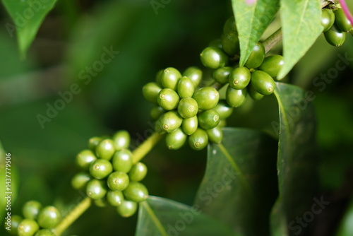 coffee tree with beans
Coffee is largely produced in the southern part of India.