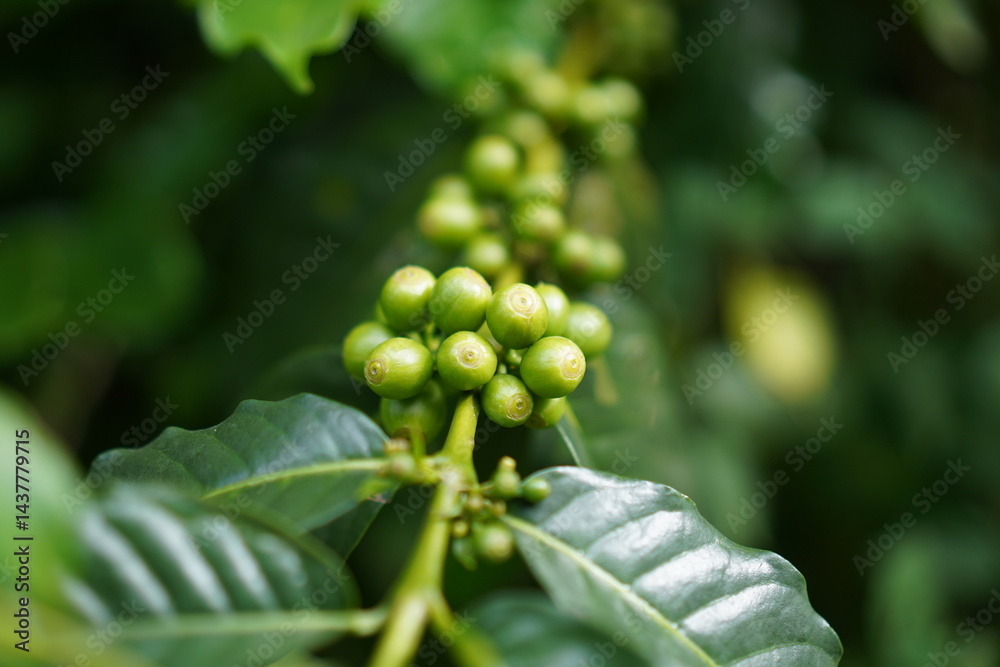 coffee tree with beans
Coffee is largely produced in the southern part of India. coffee tree with beans
Coffee is largely produced in the southern part of India.