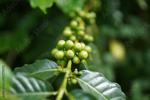 coffee tree with beans
Coffee is largely produced in the southern part of India.