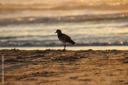 passaro caminhando na areia na beira mar com sol nascendo ao fundo
