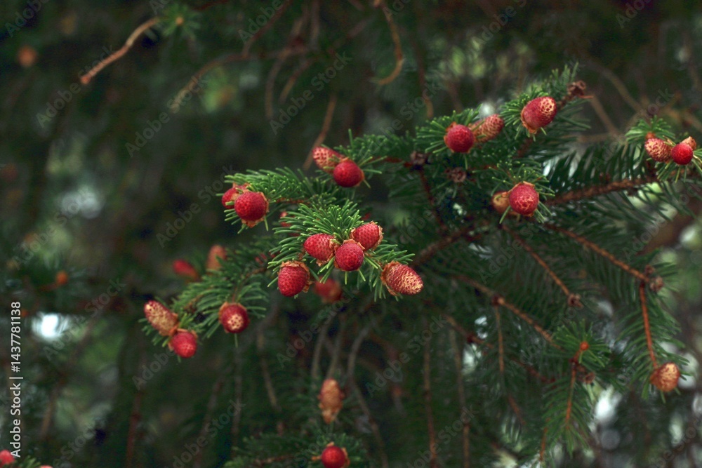Obraz premium Spring spruce blossoms young sprouts in the forest.