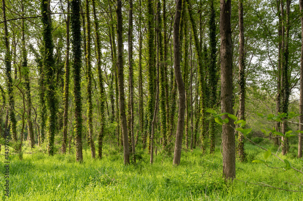 Fototapeta premium 初夏の新緑が美しい、森の中の樹木