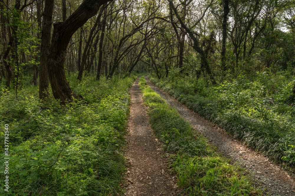 Fototapeta premium 木漏れ日が美しい森の中の小道