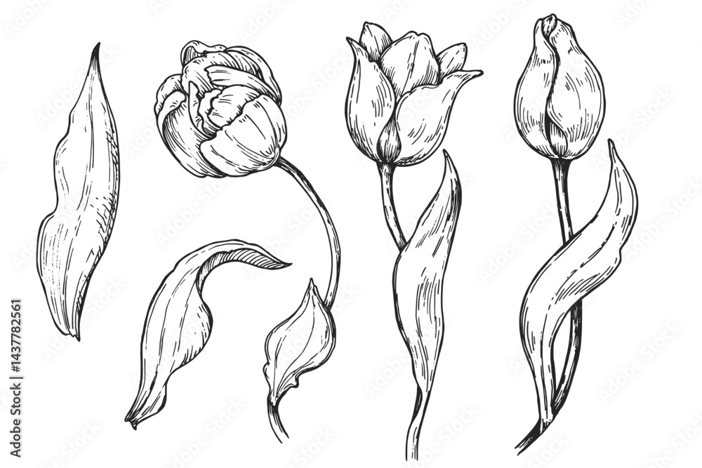 Tulip flowers sketch illustration. Vintage black and white vector set.