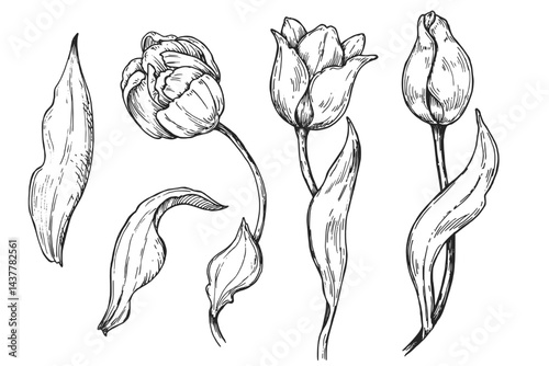 Obraz na płótnie Tulip flowers sketch illustration. Vintage black and white vector set. w salonie