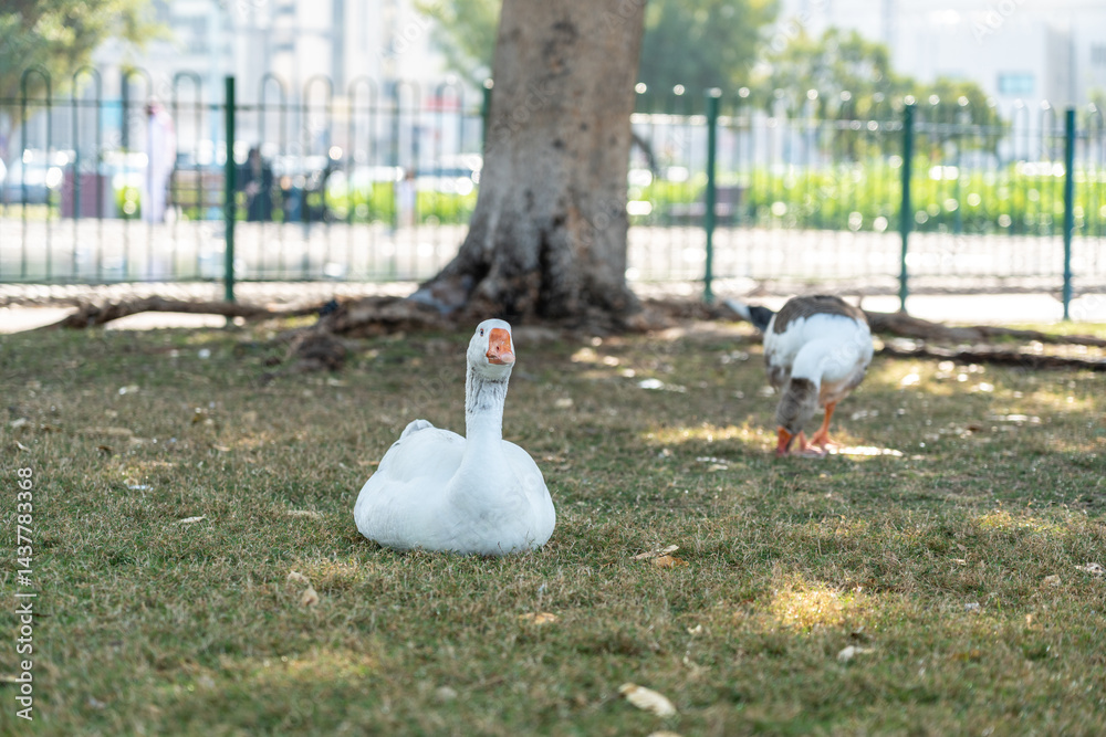 Geese walking on grass in an urban park with trees