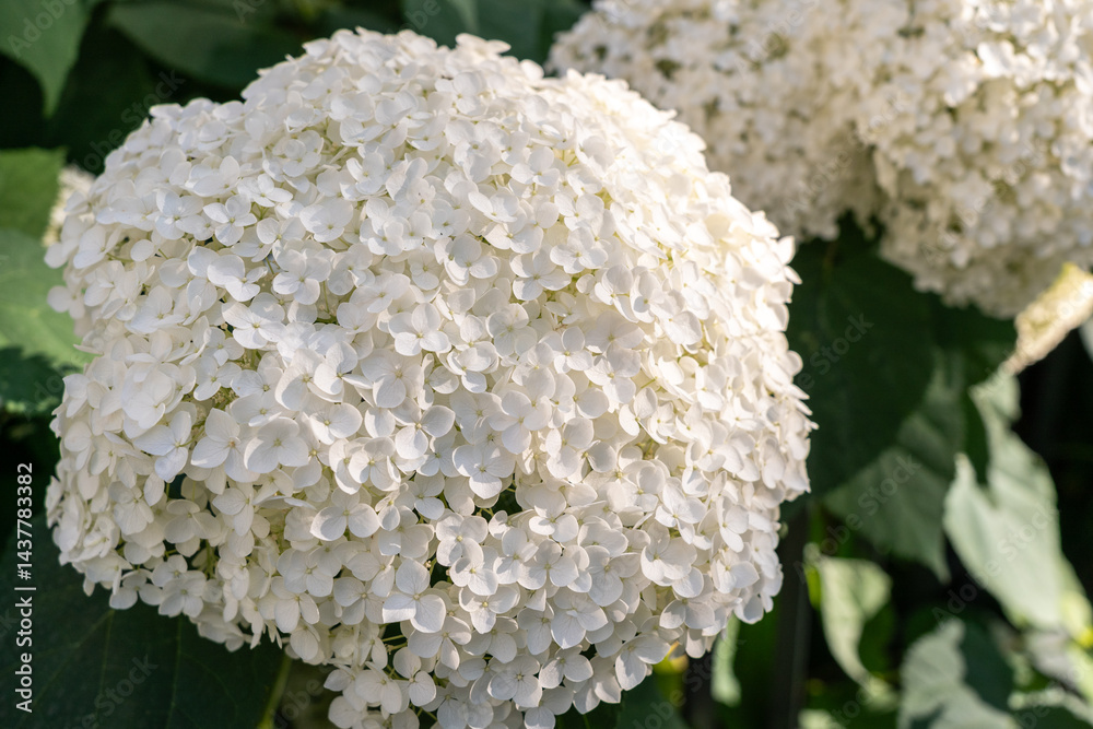 Hydrangea Flowers, Blooming White Hortensia, Hydrangea Paniculata Flower Closeup, Large Inflorescences