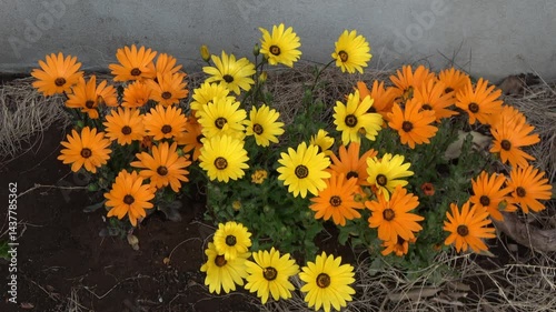 yellow flowers in the garden
