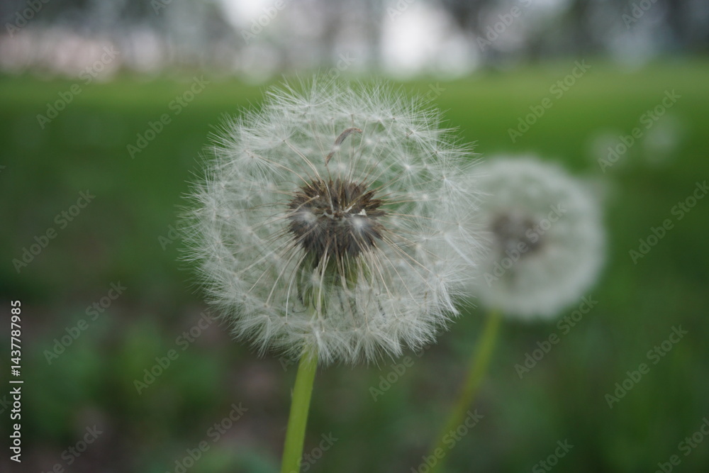 Fototapeta premium Fairy Clock close up