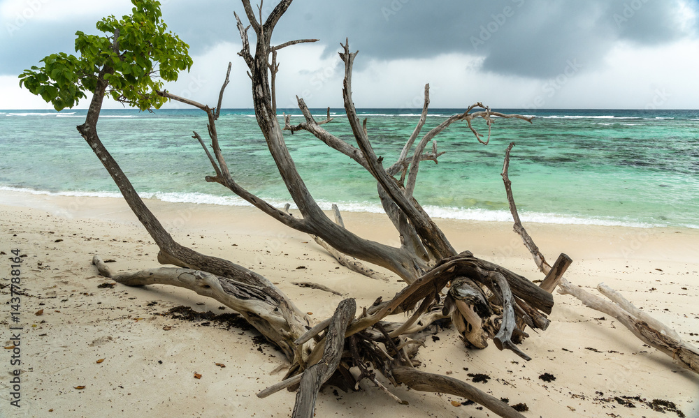 Driftwood on tropical beach with blue ocean water, reef, and breathtaking island landscape