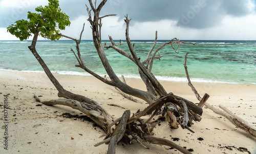 Obraz na płótnie Driftwood on tropical beach with blue ocean water, reef, and breathtaking island landscape w salonie