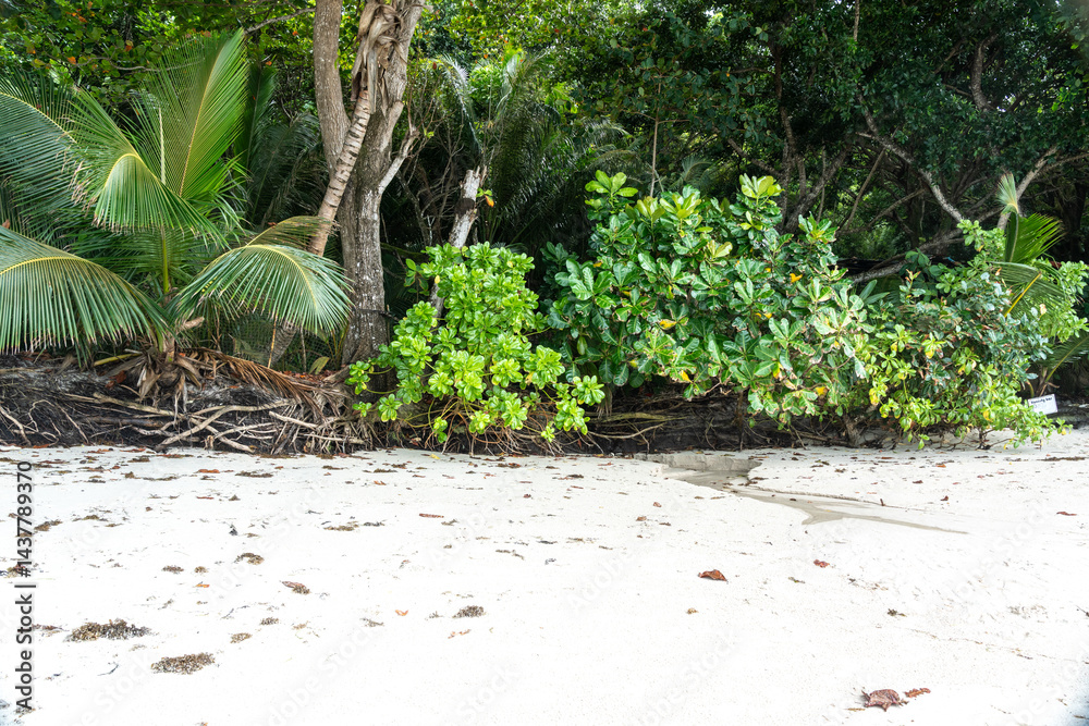Tropical vegetation with palm trees and dense forest roots growing along a sandy beach