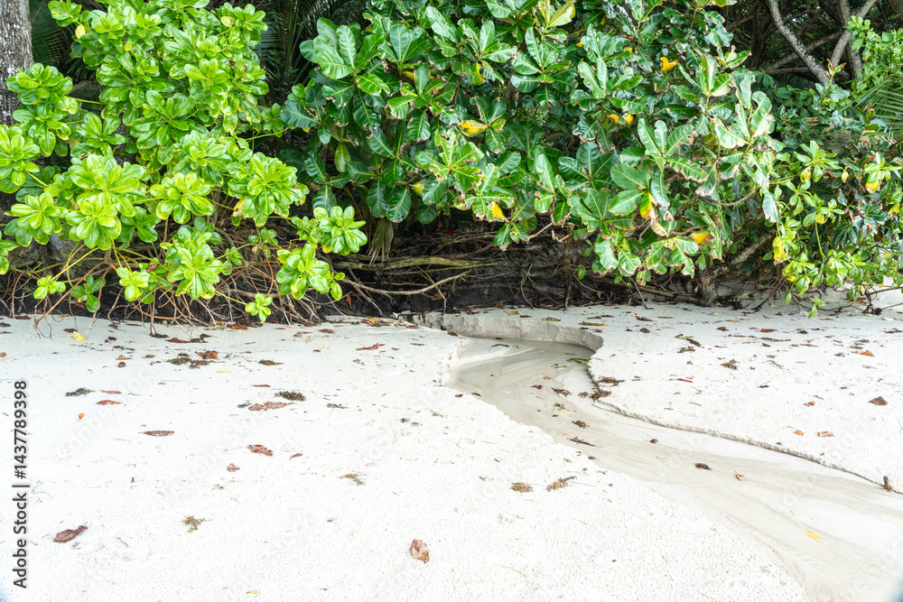 Small tropical stream flowing from dense jungle to sandy beach on Seychelles island
