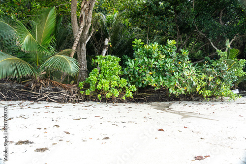 Obraz na płótnie Tropical vegetation with palm trees and dense forest roots growing along a sandy beach w salonie