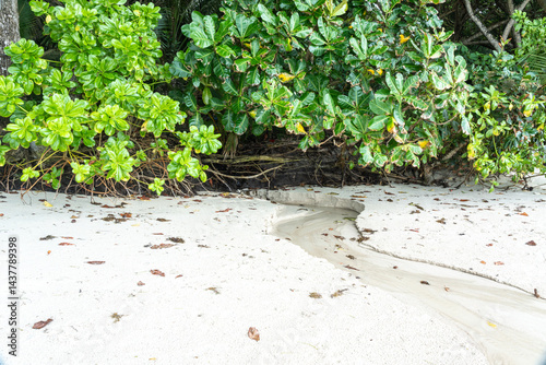 Obraz na płótnie Small tropical stream flowing from dense jungle to sandy beach on Seychelles island w salonie