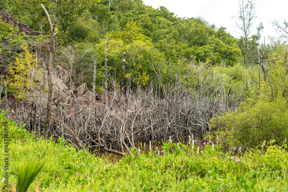 Tropical mangrove swamp with tangled roots, shallow water, and lush vegetation on a Seychelles