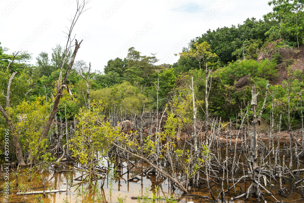 Tropical mangrove swamp with tangled roots, shallow water, and lush vegetation on a Seychelles