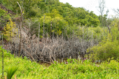 Obraz na płótnie Tropical mangrove swamp with tangled roots, shallow water, and lush vegetation on a Seychelles w salonie