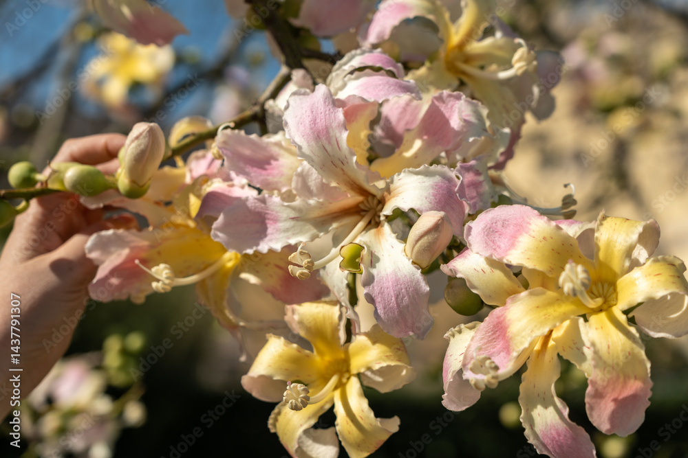 Exotic Ceiba speciosa silk floss tree flowers closeup