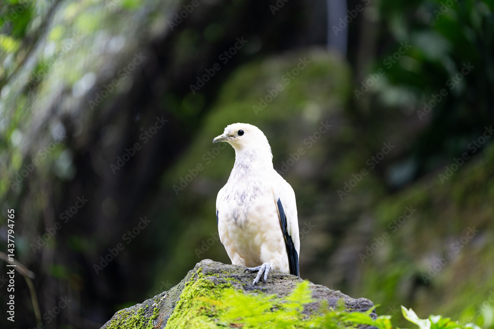 A white bird is perched on a mossy rock A white bird is perched on a mossy rock