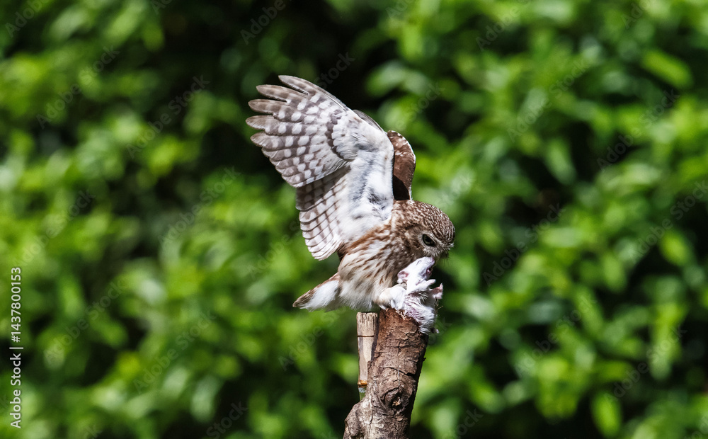 Fototapeta premium barn owl perched on a branch