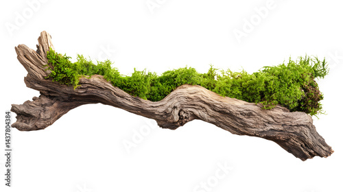 Fotografie Moss growing on a weathered branch isolated against a white background