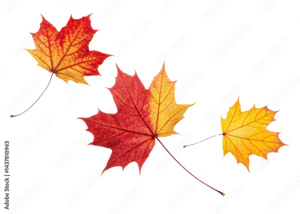 Autumn maple leaf with vibrant red and yellow colors showing natural veins and texture in beautiful seasonal display of fall foliage Autumn maple leaf with vibrant red and yellow colors showing natural veins and texture in beautiful seasonal display of fall foliage