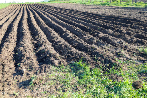 Even furrows of a freshly plowed field stretch into perspective under the bright spring sun in Ukraine. Prepared soil with furrows for planting agricultural crops on a farm field. photo