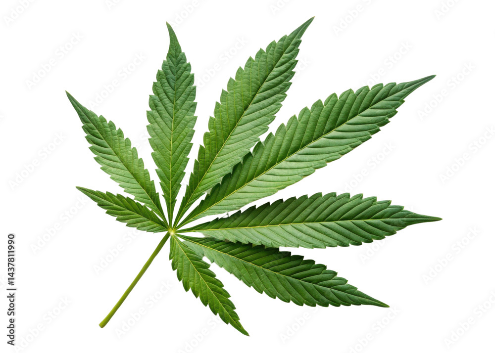 Cannabis leaf isolated on transparency background with detailed texture and vibrant green color showing natural beauty and fresh plant life Cannabis leaf isolated on transparency background with detailed texture and vibrant green color showing natural beauty and fresh plant life