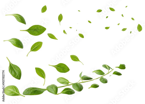 Fresh green chickweed leaf scattered in natural pattern showing vibrant leaf texture and lively organic growth in clean isolated background