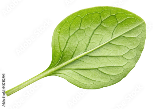 Fresh green chickweed leaf with visible veins and smooth texture isolated on transparency background showing natural detail and vibrant color