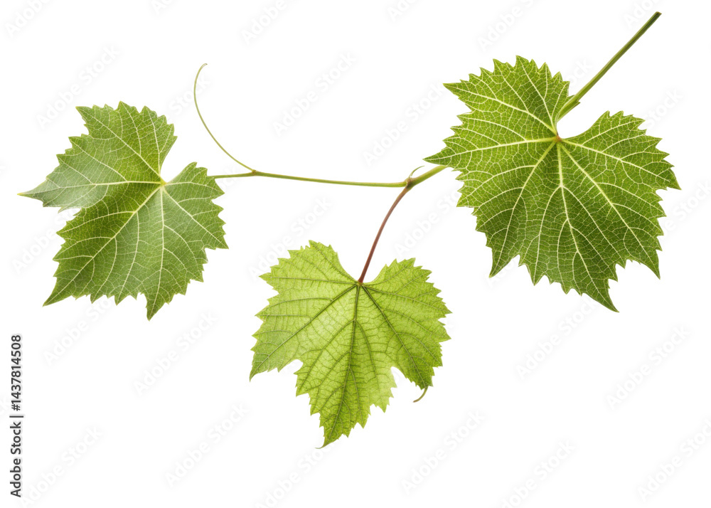 Green grape leaf with detailed veins and natural texture on transparent background showing three connected leaves Green grape leaf with detailed veins and natural texture on transparent background showing three connected leaves