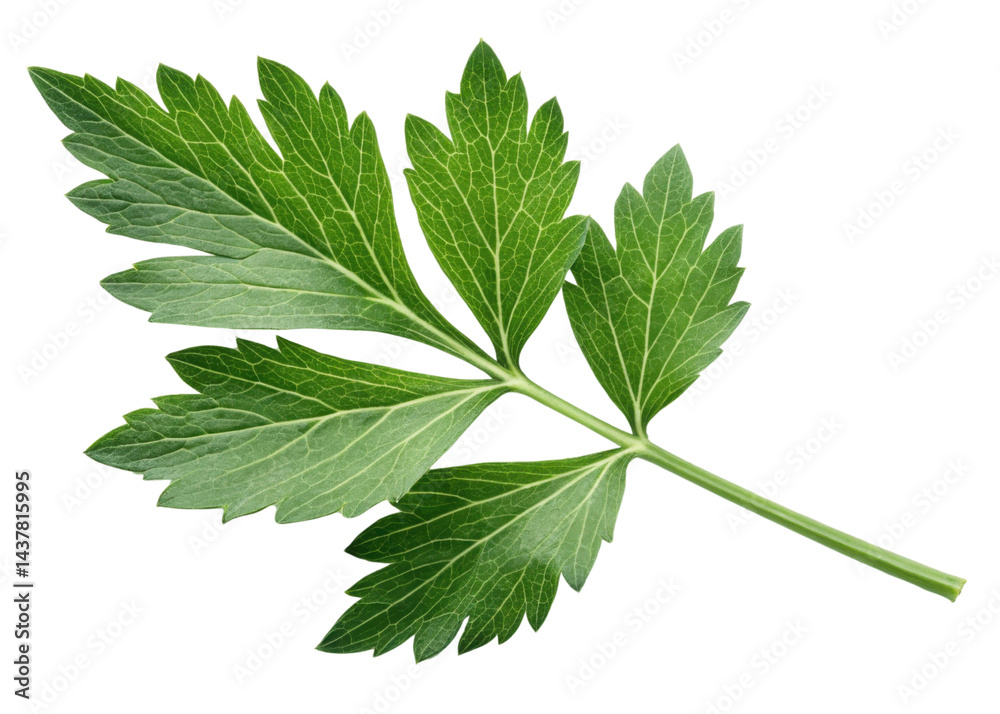 Fresh lovage leaf with vibrant green color and detailed veins isolated on transparency background showing natural texture and freshness Fresh lovage leaf with vibrant green color and detailed veins isolated on transparency background showing natural texture and freshness