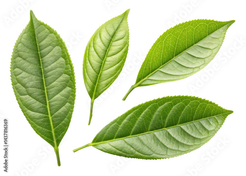 Fresh green matcha leaf collection with natural texture and vibrant color perfect for healthy tea or herbal use
