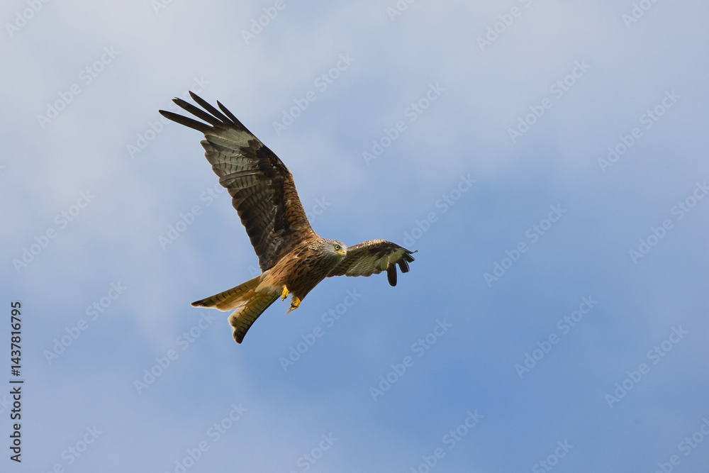 Obraz premium In flight, the red kite, Milvus milvus, has its target in its sights.