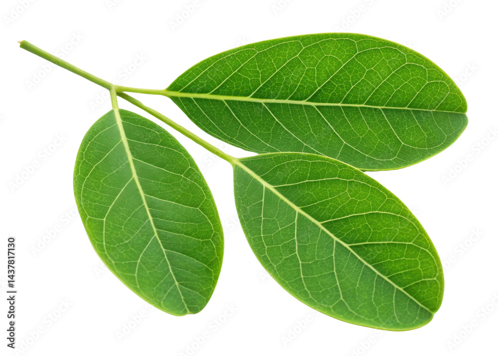 Obraz premium Fresh moringa leaf with vibrant green color and detailed veins isolated on transparency background showing natural texture and healthy plant life