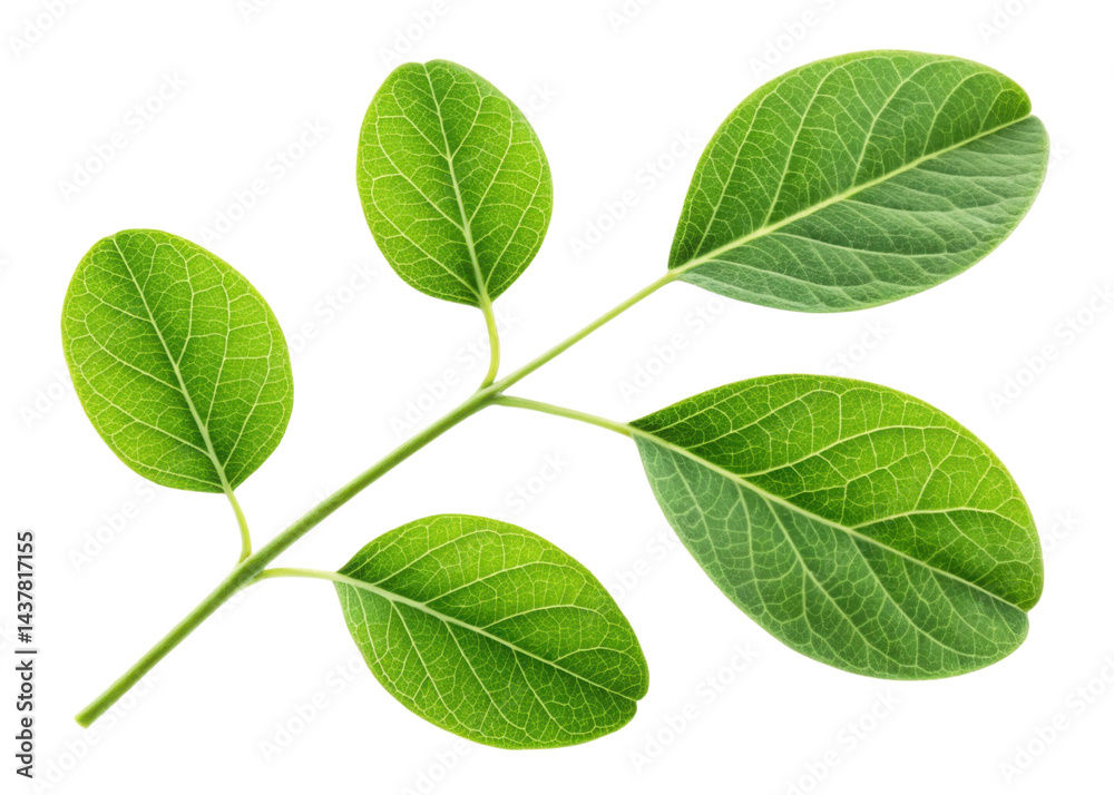 Fresh moringa leaf branch with vibrant green leaves showing detailed veins and natural texture isolated on transparency background Fresh moringa leaf branch with vibrant green leaves showing detailed veins and natural texture isolated on transparency background