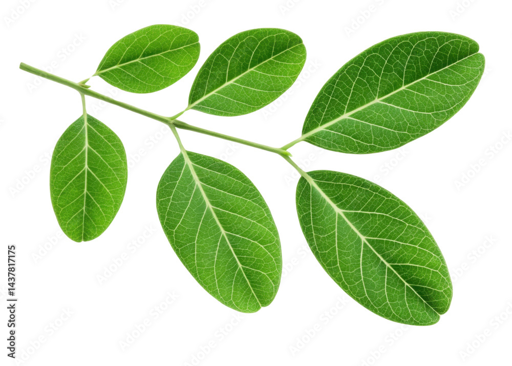 Moringa leaf branch with fresh green leaves showing detailed veins and natural texture isolated transparency background for healthy plant concept Moringa leaf branch with fresh green leaves showing detailed veins and natural texture isolated transparency background for healthy plant concept